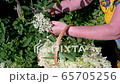 A woman uses garden shears to harvest fresh elderflower blossoms from an elder bush in a garden on a sunny spring day 65705256