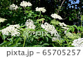 Tracking shot from bottom to top of a beautiful elderflower bush in the garden on a beautiful sunny spring day with bright blue sky 65705257