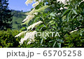 Tracking shot from bottom to top of a beautiful elderflower bush in the garden on a beautiful sunny spring day with bright blue sky and the mountains of the Black Forest in the background 65705258