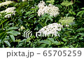 Tracking shot from bottom to top of a beautiful elderflower bush in the garden on a beautiful sunny spring day with bright blue sky 65705259