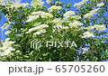 Tracking shot from bottom to top of a beautiful elderflower bush in the garden on a beautiful sunny spring day with bright blue sky 65705260