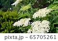 Tracking shot from bottom to top of a beautiful elderflower bush in the garden on a beautiful sunny spring day with bright blue sky and the mountains of the Black Forest in the background 65705261