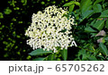 Close-up of a flowering elderflowers umbel on an elder bush in the garden on a warm spring day 65705262