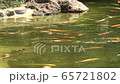 池で泳ぐコイ 65721802