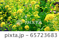 強姦開花 強姦開花 65723683
