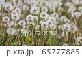 ripened dandelions in the field 65777885