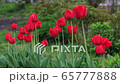 red tulips bloom in the garden 65777888