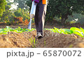 Asian farmer working in the field and giving fertilizer by digging tool into the soil for young tobacco tree	 Asian farmer working in the field and giving fertilizer by digging tool into the soil for young tobacco tree	 65870072