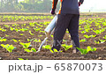 Asian farmer working in the field and giving fertilizer by digging tool into the soil for young tobacco tree	 Asian farmer working in the field and giving fertilizer by digging tool into the soil for young tobacco tree	 65870073