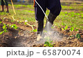 Asian farmer working in the field and spraying chemical or fertilizer to young tobacco tree in sunset time	 Asian farmer working in the field and spraying chemical or fertilizer to young tobacco tree in sunset time	 65870074