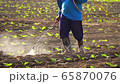 Asian farmer working in the field and spraying chemical or fertilizer to young tobacco tree in sunset time	 Asian farmer working in the field and spraying chemical or fertilizer to young tobacco tree in sunset time	 65870076