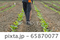 Asian farmer working in the field and giving fertilizer by digging tool into the soil for young tobacco tree	 Asian farmer working in the field and giving fertilizer by digging tool into the soil for young tobacco tree	 65870077