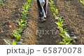 Asian farmer working in the field and giving fertilizer by digging tool into the soil for young tobacco tree	 Asian farmer working in the field and giving fertilizer by digging tool into the soil for young tobacco tree	 65870078