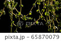 Close up green leaf in the garden isolated on black background Close up green leaf in the garden isolated on black background 65870079
