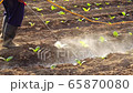Asian farmer working in the field and spraying chemical or fertilizer to young tobacco tree in sunset time	 Asian farmer working in the field and spraying chemical or fertilizer to young tobacco tree in sunset time	 65870080