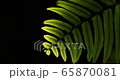 Close up green leaf in the garden isolated on black background Close up green leaf in the garden isolated on black background 65870081