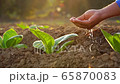 Close up hand giving water to young tobacco tree at the field in sunrise or sunset time. Growth plant concept	 Close up hand giving water to young tobacco tree at the field in sunrise or sunset time. Growth plant concept	 65870083