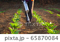 Asian farmer working in the field and giving fertilizer by digging tool into the soil for young tobacco tree	 Asian farmer working in the field and giving fertilizer by digging tool into the soil for young tobacco tree	 65870084