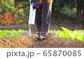 Asian farmer working in the field and giving fertilizer by digging tool into the soil for young tobacco tree	 Asian farmer working in the field and giving fertilizer by digging tool into the soil for young tobacco tree	 65870085
