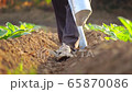 Asian farmer working in the field and giving fertilizer by digging tool into the soil for young tobacco tree	 Asian farmer working in the field and giving fertilizer by digging tool into the soil for young tobacco tree	 65870086