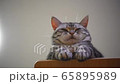 机の上から下界を見下ろす猫の動画	 65895989