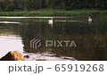 Scenic 4K video of swans on the river with may and stone flies chaos above water surface 65919268