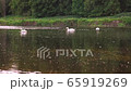Scenic 4K video of swans on the river with may and stone flies chaos above water surface 65919269