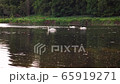 Scenic 4K video of swans on the river with may and stone flies chaos above water surface 65919271