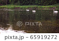Scenic 4K video of swans on the river with may and stone flies chaos above water surface 65919272