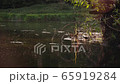 Interesting 4K video of river at dusk with a lot of may and stone flies above and duck family swimming on the background 65919284