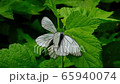 Two butterflies Black-Veined White Aporia crataegi mating on green leaves in park. Matrimonial games and insect sexual intercourse. Concept summer time ardor of love in insect world 65940074