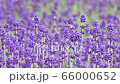 Lavender (Monbetsu City) 66000652
