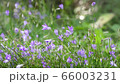Beautiful wild purple flowers in the breeze in slow motion. The spring has come and new day begins. 66003231