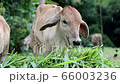 Close up of young cow eating grass. 66003236