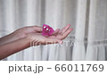 beautiful female hands holding and showing a magenta bougainvillea flower close up 66011769