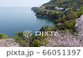 桜の木から上昇して海岸道路と海を俯瞰する 66051397
