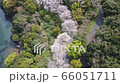 海岸道路沿いの桜並木を俯瞰しながら旋回して撮影 66051711