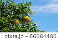 夏季橘子2 66084486