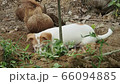 A small playful dog playing in garden. 66094885