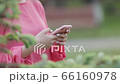 Closeup of girl typing text message on smartphone or hands using mobile phone in the park. 66160978