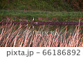 Grey Heron bird hunting on the river bank in dusk, 4K video 66186892