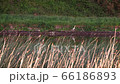 Grey Heron bird hunting on the river bank in dusk, 4K video 66186893