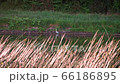 Grey Heron bird hunting on the river bank in dusk, 4K video 66186895