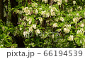 Spring blooming acacia Robinia pseudoacacia with white flowers among green leaves in spring in the foothills of the North Caucasus 66194539
