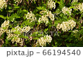 Close-up of spring white flowers of the acacia tree Robinia pseudoacacia among green leaves in the foothills of the North Caucasus 66194540