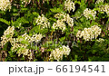 Close-up of white acacia bunches of Robinia pseudoacacia among green leaves in spring in the foothills of the North Caucasus 66194541