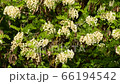Close-up of spring white acacia clusters of Robinia pseudoacacia among green leaves in the foothills of the North Caucasus 66194542