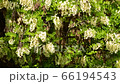 Spring white clusters of white flowers of the Acacia tree Robinia pseudoacacia among green leaves in the foothills of the North Caucasus 66194543