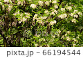 Spring May flowering acacia tree Robinia pseudoacacia with white flowers among green leaves in the foothills of the North Caucasus 66194544