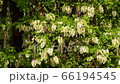 May acacia Robinia pseudoacacia with white flowers among green leaves in spring in the foothills of the North Caucasus 66194545